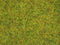 NOCH 50190 Strooigras Zomer weide Groen (gemiddeld)