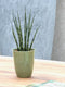 Sanseveria - Fachjan - Groene Plant- Hoogte 40 cm