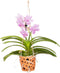 Plant in a Box - Vanda 'Botanica' in terracotta hangpot - Orchidee - Roze - ⌀12cm - Hoogte 50cm