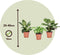 Plant in a Box - Home Mix - Mix van 3 - Philodendron, Syngonium & Ctenanthe - Makkelijk te verzorgen kamerplanten - Pot 12cm - Hoogte 25-40cm