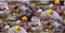 Noordwand Behang Good Vibes Coral and Tropical Fish geel en paars