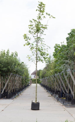 Noorse esdoorn Acer pl. Emmerald Queen h 250 cm st. omtrek 8 cm