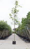 Noorse esdoorn Acer pl. Emmerald Queen h 250 cm st. omtrek 8 cm