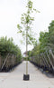 Noorse esdoorn Acer pl. Emmerald Queen h 550 cm st. omtrek 19 cm