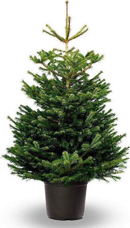 Nordmann Fraseri - Kerstboom - 125-150 cm in pot - Groene Naalden