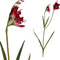 PTMD Garden Bloem Freesia Kunsttak - 70 x 12 x 96 cm - Rood