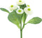 Nova nature - Bellis bush x6 cream 20 cm kunstbloem