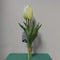 Nova Nature Holland tulp bundel Sally x3 25cm creme