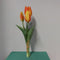 Nova Nature Holland tulp bundel Sally x3 25cm oranje