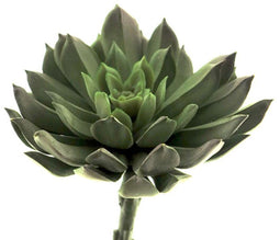 Nova nature - Nova Nature Aeonium pick lt green 13 cm