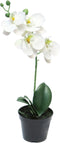 Nova nature - RT Phalaenopsis Bora x1 in pot 35 cm white kunstbloemen