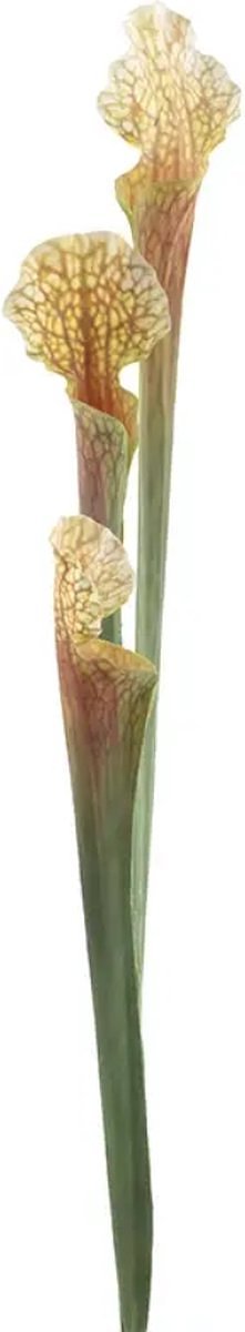 Nova nature - Sarracenia flava orange 62 cm kunstbloem