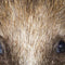 Customize it - Tuinschilderij egel 130x70cm bruin