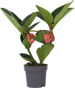 Plant in a Box - Medinilla Magnifica 'Lambada' - Kamerplant - ⌀14cm - Hoogte 40-50cm