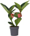 Plant in a Box - Medinilla Magnifica 'Lambada' - Kamerplant - ⌀14cm - Hoogte 40-50cm