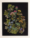 Thea Gouverneur - Borduurpakket met telpatroon - 424.05 - Voorgesorteerde DMC Garens - Wilde kruiden - Zwart Aida - 35 cm x 46 cm - DIY Kit