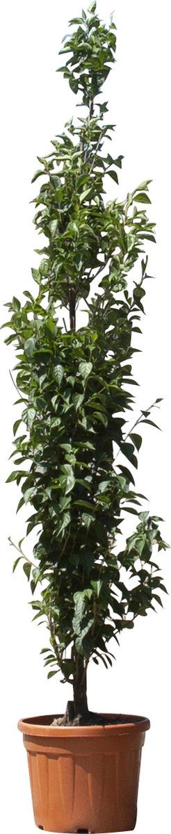 Japanse Storaxboom 'June snow' | Styrax jap. June snow' 10-30 cm| Bomenbezorgd.nl