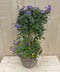 Rieten plantenbak Solanum Nachtschade met zomerbloeiers mix h70 cm