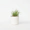 Plant in a Box - Panicum virgatum 'Heavy Metal' - Vingergras - Siergras - Tuinplant - ⌀ 23 cm - Hoogte 40-60 cm