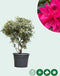 Rhododendron Nova Zembla | Rhododendron 'Nova Zembla' | Bomenbezorgd.nl