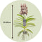 Plant in a Box - Vanda Ocelot Mocha - Tropische Orchidee - Prachtige kleurenmix - Bloeiende Orchidee - Hoogte 55-65cm