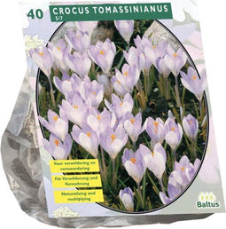 Crocus Tomassinianus per 40