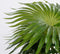 Mica Decorations Palm Kunstplant in Bloempot Stan - H40 x Ø35 cm - Groen