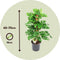 Plant in a Box - Monstera Monkey Mask - Mosstok - Rimpelgatenplant - Groene kamerplant - Pot 16cm - Hoogte 60-70cm