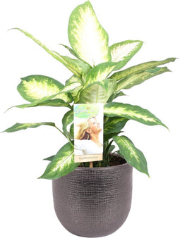 Dieffenbachia Camilla in sierpot Mira (zwart) ↨ 50cm - hoge kwaliteit planten