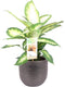 Dieffenbachia Camilla in sierpot Mira (zwart) ↨ 50cm - hoge kwaliteit planten