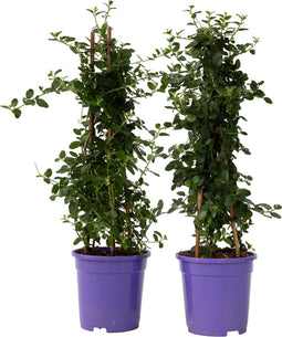 Plant in a Box - Ceanothus thyrsiflorus Repens - Set van 2 - Voorjaarsbloei - Glanzend blad - Wintergroene struik - Pot 17cm - Hoogte 60-70cm