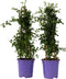 Plant in a Box - Ceanothus thyrsiflorus Repens - Set van 2 - Voorjaarsbloei - Glanzend blad - Wintergroene struik - Pot 17cm - Hoogte 60-70cm