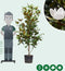 Magnolia grandiflora solitair | Magnolia grandiflora ‘Galissonière’ 150-175 hoog| Bomenbezorgd.nl