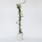 Plant in a Box - Trachelospermum jasminoides - Jasmijn XL - Winterharde klimplant - Pot 17cm - Hoogte 110-120cm