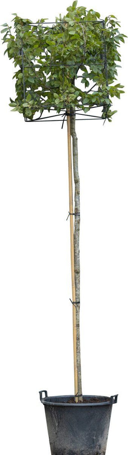 Haagbeuk kubus | Carpinus betulus 8-12 cm 200 cm| Bomenbezorgd.nl