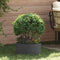 vidaXL - Tuinplanters - 5 - stuks - Zwart - 40x40x20 - cm - Staal