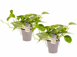 Duo Scindapsus Aureum met potten Anna Taupe ↨ 15cm - 2 stuks - hoge kwaliteit planten