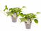 Duo Scindapsus Aureum met potten Anna Taupe ↨ 15cm - 2 stuks - hoge kwaliteit planten