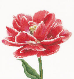 Thea Gouverneur - Borduurpakket met telpatroon - 520A - Voorgesorteerde DMC Garens - Rood-Witte Dubbele Tulp - Aida - 34 cm x 36 cm - DIY Kit