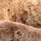 Customize it - Tuinschilderij hoogl jonkie 130x70