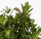 Plant in a Box - Hebe All Blooms 'Siara', 'Ranaia', 'Samona' - Hebe - Mix van 3 - Tuinplanten - Winterhard - Pot 13cm - Hoogte 30-35cm