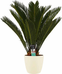 Cycas Revoluta met Elho brussels soap ↨ 65cm - hoge kwaliteit planten