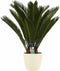 Cycas Revoluta met Elho brussels soap ↨ 65cm - hoge kwaliteit planten