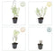 Plants by Frank | 12 kattenkruid planten | Nepeta 'Walker's Low' | Winterharde bodembedekker planten | tuinplanten | Winterharde vaste planten meerjarig | Winterharde tuinplanten