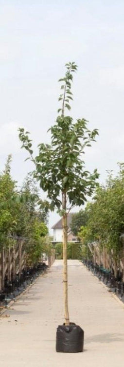Japanse sierkers - Prunus serrulata ‘Kanzan’ 300 - 400 cm totaalhoogte (10 - 14 cm stamomtrek)