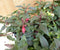 Fuchsia s Bellenplant 10 potjes in tray kleur mix