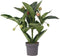 Plant in a Box - Medinilla Magnifica 'Flamenco' - Kamerplant - ⌀17cm - Hoogte 45-55cm