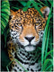 Clementoni - Puzzel - 500 Stukjes - Jaguar in de Jungle - Puzzel Voor Volwassenen - High Quality Collection