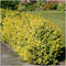Plants by Frank | 1 strekkende meter gele Kardinaalsmuts heg | 6x Euonymus fortunei 'Emerald Gold' Ø12 cm - 20 cm | winterharde haagplanten | Wintergroene haag | Tuinplanten | Planten