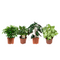 Ficus, Koffieplant, Olifantsoor of Skeletplant, Syngonium Arrow ↨ 25cm - 4 stuks - hoge kwaliteit planten